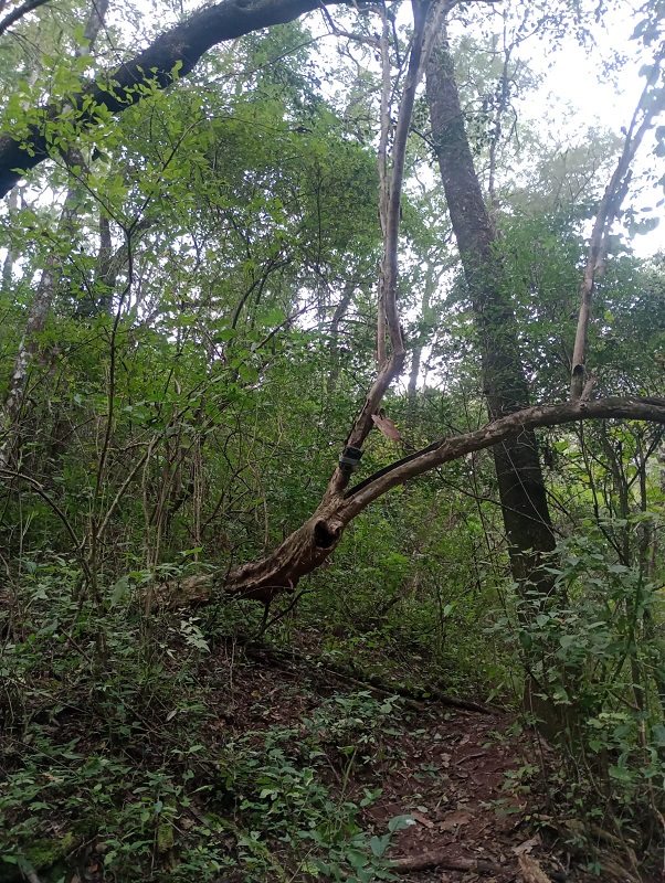 The valuable natural treasure protected by El Morado.